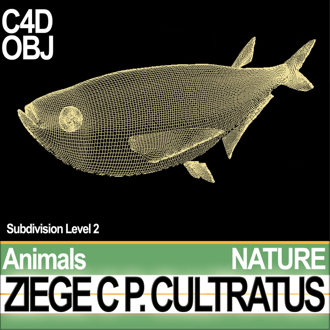 3d model ziege c https://p.turbosquid.com/ts-thumb/xy/Gah8Z1/6D/natureziegecc3/jpg/1689611309/1920x1080/fit_q87/6591964d8631ab1b9d997a3750f1c0da8881fc08/natureziegecc3.jpg