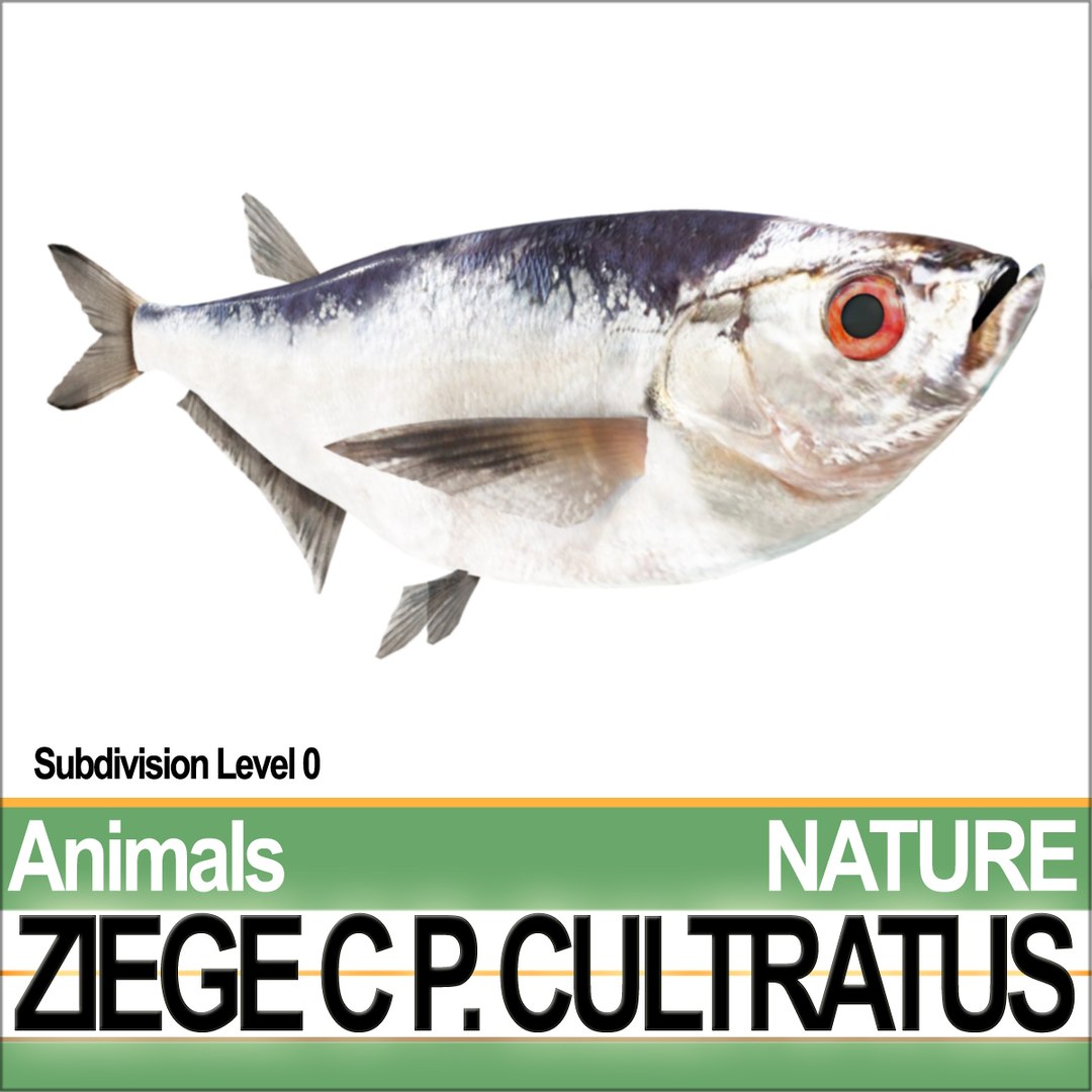 3d model ziege c https://p.turbosquid.com/ts-thumb/xy/Gah8Z1/AG/natureziegeca4/jpg/1689611267/1920x1080/fit_q87/0e2e611fca7407337a1f5c5e9888aea4ffdd9f17/natureziegeca4.jpg