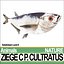 Ziege C