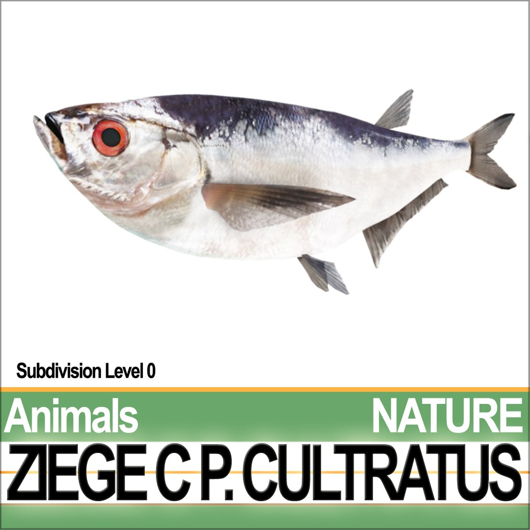 3d model ziege c https://p.turbosquid.com/ts-thumb/xy/Gah8Z1/Bc/natureziegeca3/jpg/1689611252/1920x1080/fit_q87/bb8e1ad60c376ae69fc5f28d7338d901a9dad9bd/natureziegeca3.jpg