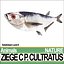 Ziege C