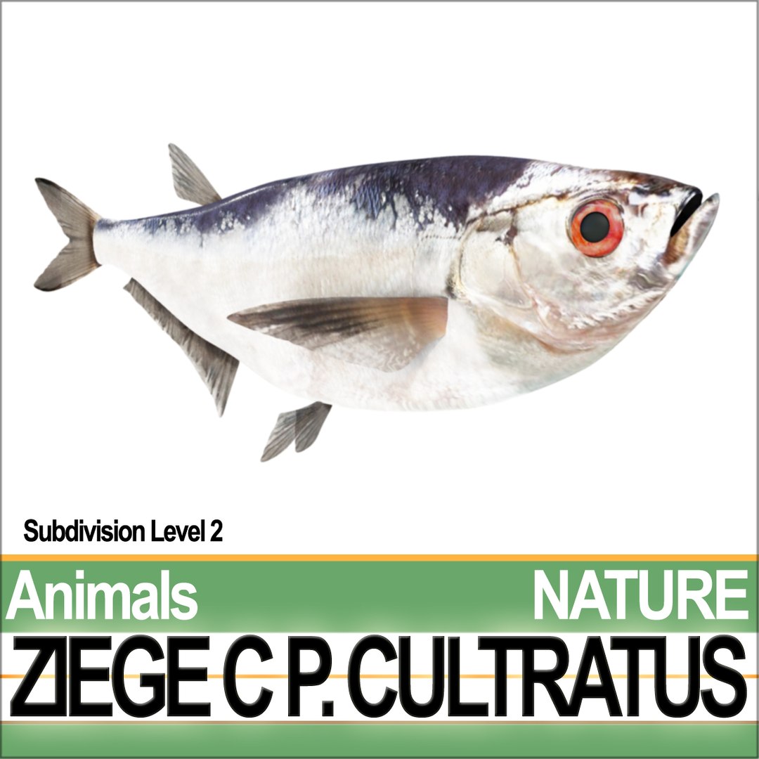 3d model ziege c https://p.turbosquid.com/ts-thumb/xy/Gah8Z1/Un/natureziegeca2/jpg/1689611239/1920x1080/fit_q87/ff10ce5a69b47d8e2737c97c10536feca08b7cf9/natureziegeca2.jpg