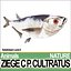 Ziege C