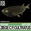 Ziege C