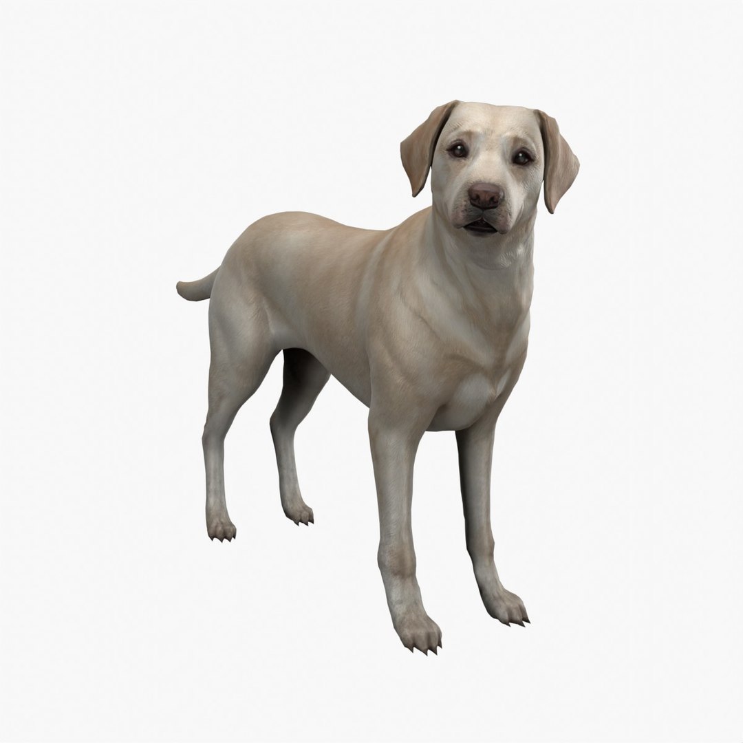 Labrador Retriever 3D model - TurboSquid 2060131