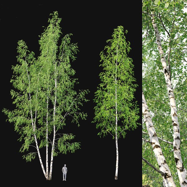 Birch forest part 11 3D