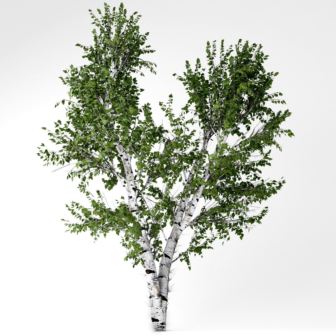 white birch tree 3d model https://p.turbosquid.