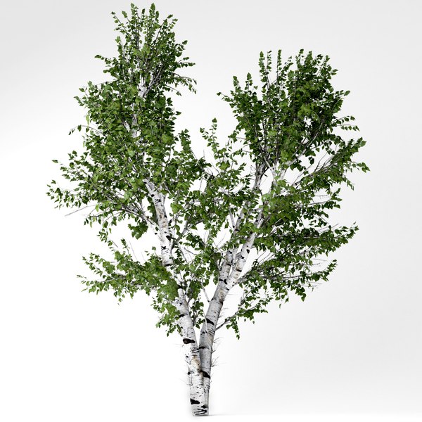 white birch tree 3D model
