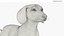 Standard Dachshund Breed Dog Alert Black Fur for Cinema 4D Rigged