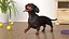 Standard Dachshund Breed Dog Alert Black Fur for Cinema 4D Rigged