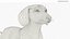 Standard Dachshund Breed Dog Alert Black Fur for Cinema 4D Rigged