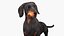 Standard Dachshund Breed Dog Alert Black Fur for Cinema 4D Rigged