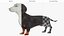 Standard Dachshund Breed Dog Alert Black Fur for Cinema 4D Rigged