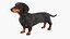 Standard Dachshund Breed Dog Alert Black Fur for Cinema 4D Rigged