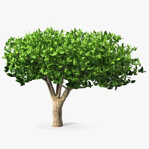 3D Green Tea Tree
