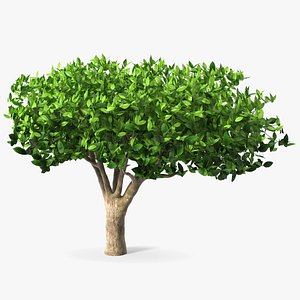 Green Tea Tree
