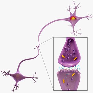 neuron synapse 3D model