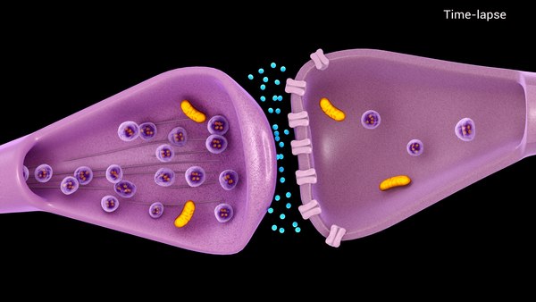 Neuron synapse 3D model - TurboSquid 1694412