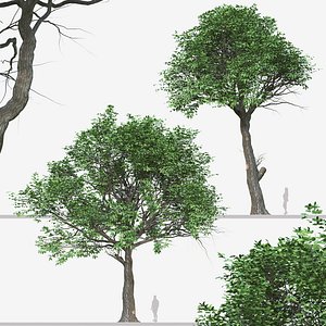 Set of Quercus serrata or Korean Oak Trees 3D model