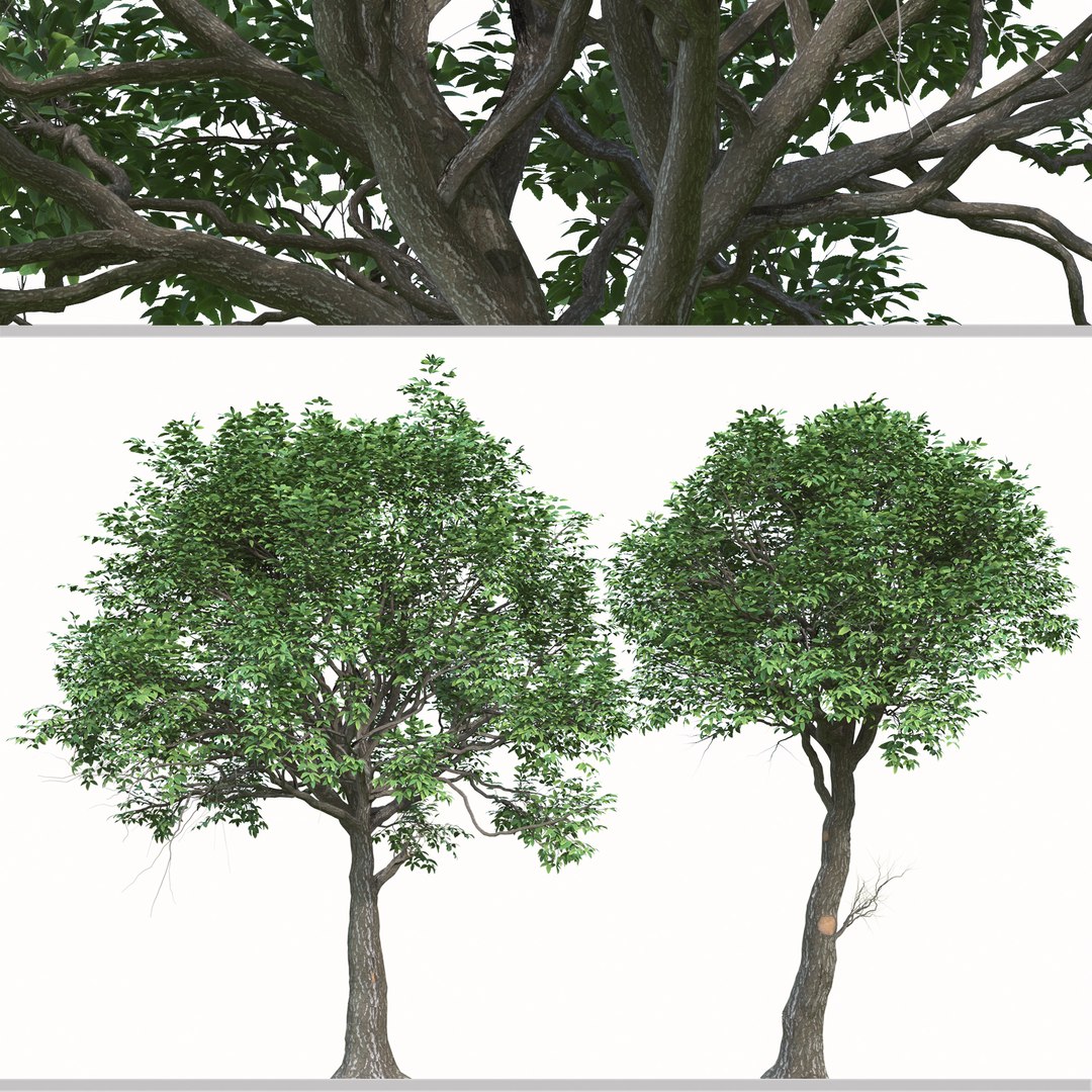 Set Of Quercus Serrata Or Korean Oak Trees 3D Model