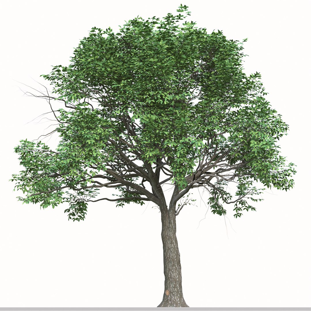 Set Of Quercus Serrata Or Korean Oak Trees 3D Model - TurboSquid 1969159