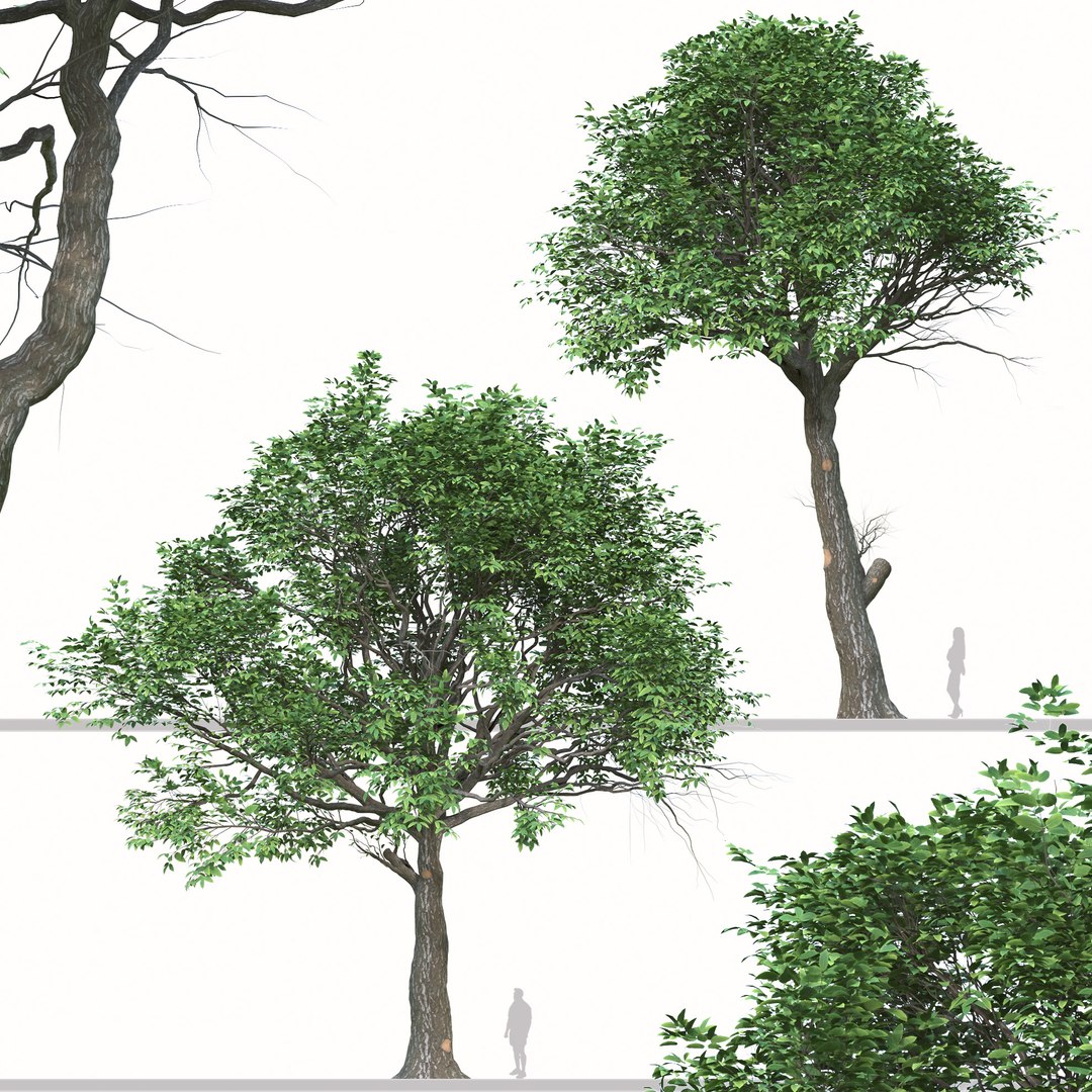 Set Of Quercus Serrata Or Korean Oak Trees 3D Model