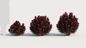 Euphorbia Blackbird c 3D