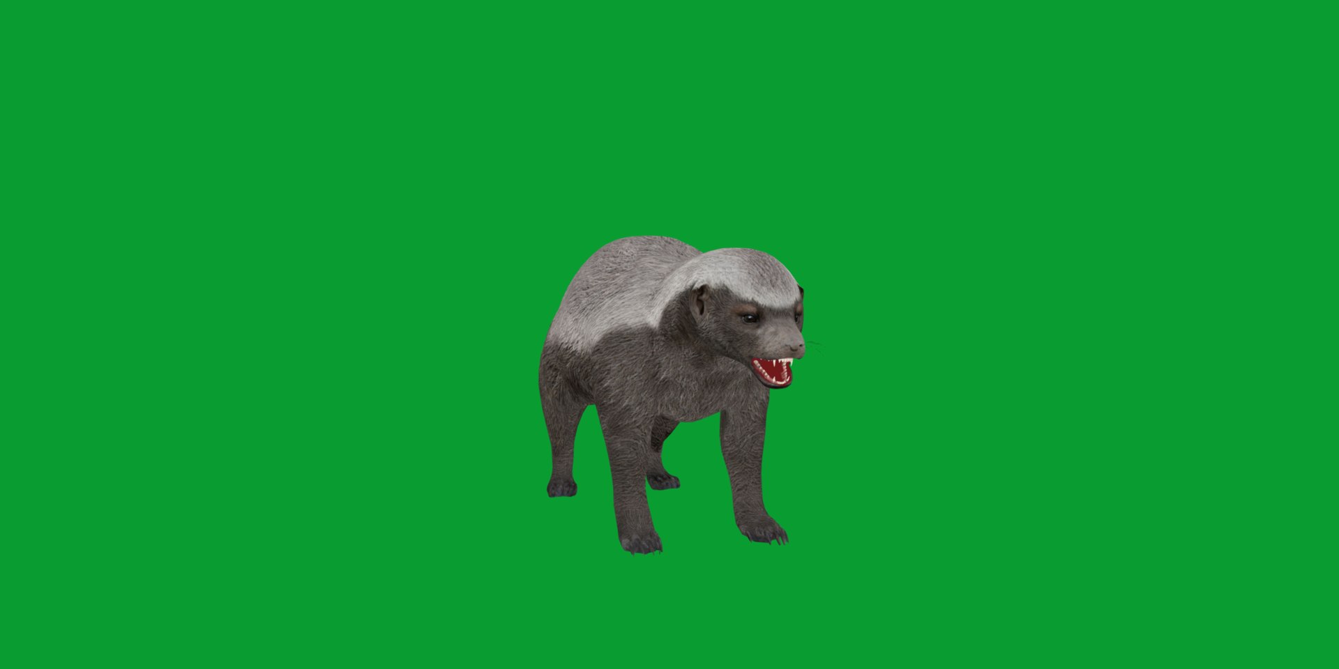 3D HoneyBadger https://p.turbosquid.com/ts-thumb/xz/OBWGb9/E0/ratel4/png/1786659298/1920x1080/fit_q87/abfaeb58b55d6552c02c8c2a2839acff46cd34bb/ratel4.jpg
