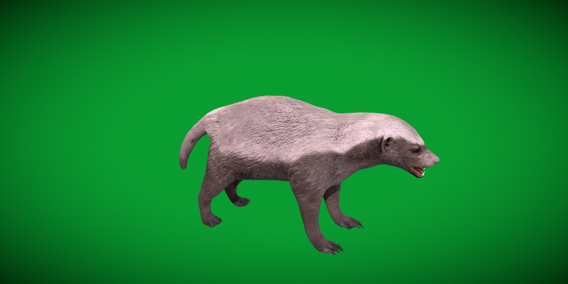 3D HoneyBadger https://p.turbosquid.com/ts-thumb/xz/OBWGb9/Ib/ratel26/png/1786659317/1920x1080/fit_q87/46ca212657e5049074c24c4911ca2236d2aab6c2/ratel26.jpg