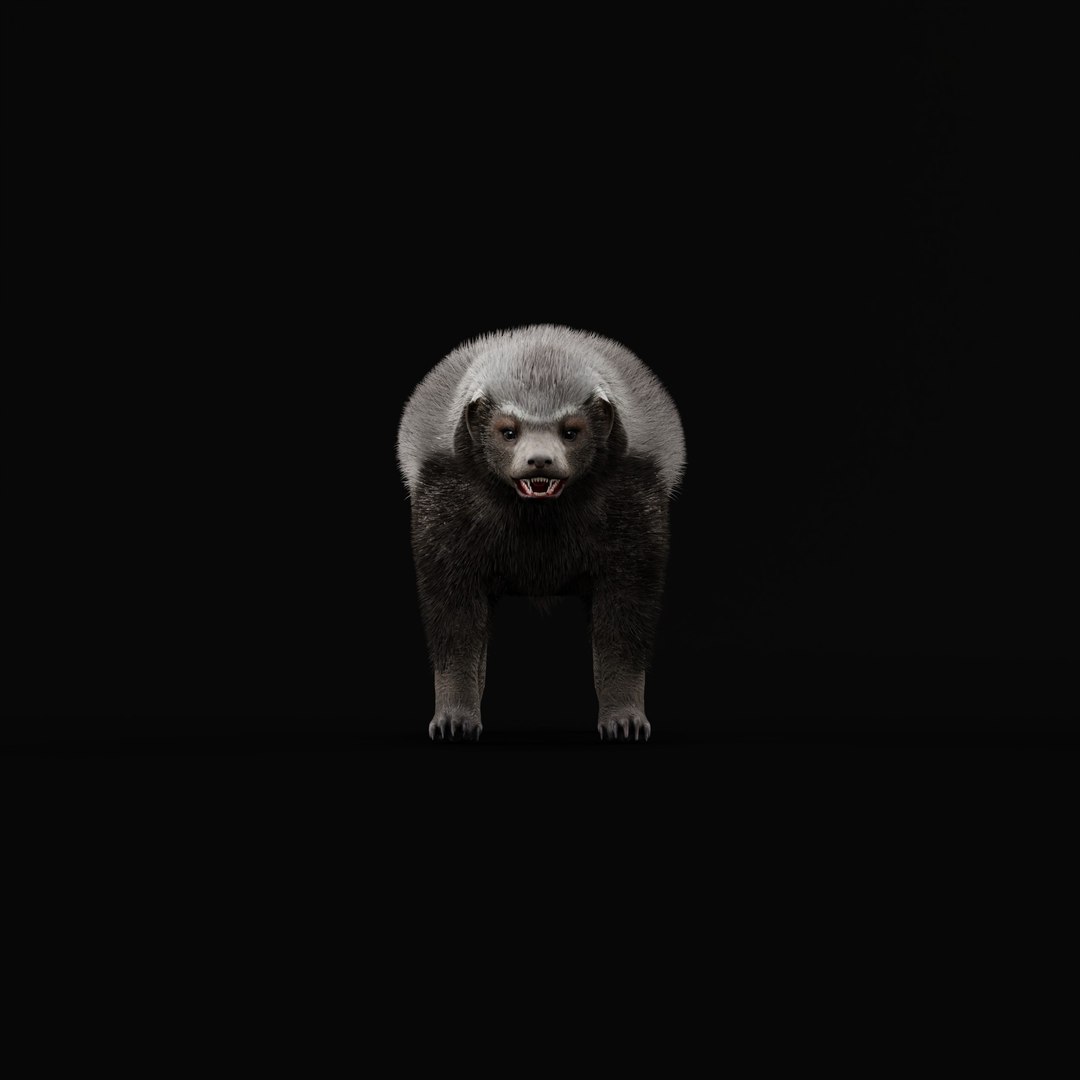 3D HoneyBadger https://p.turbosquid.com/ts-thumb/xz/OBWGb9/MX/honey_badger_ao__0000/jpg/1786659287/1920x1080/fit_q87/404ce2d83cefa42d9cd43d4f2e460e1c42b843f8/honey_badger_ao__0000.jpg