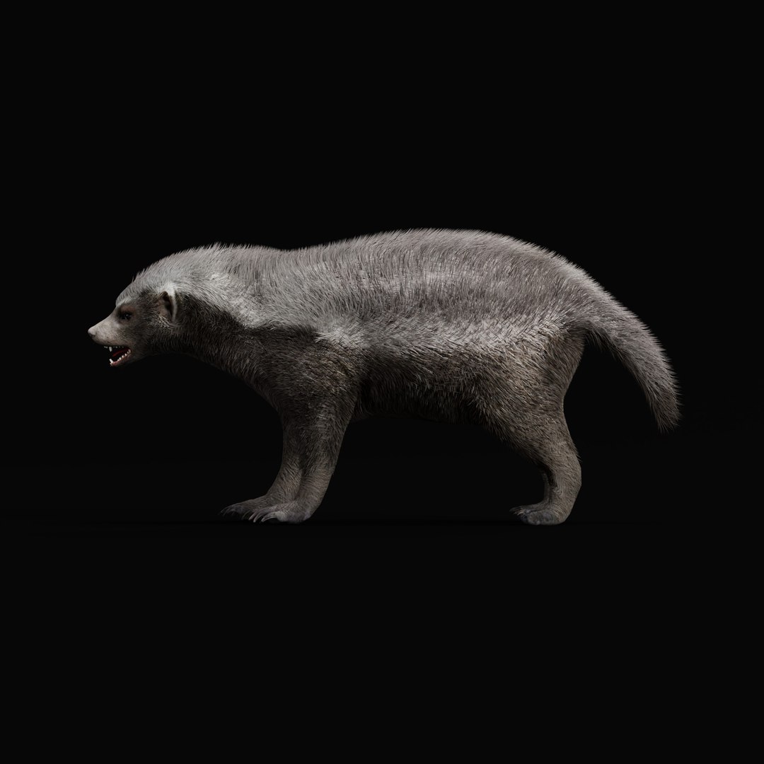 3D HoneyBadger https://p.turbosquid.com/ts-thumb/xz/OBWGb9/NR/honey_badger_ao__0005/jpg/1786659291/1920x1080/fit_q87/1fc564e68f94a40978022b0f544d53db718aa02a/honey_badger_ao__0005.jpg