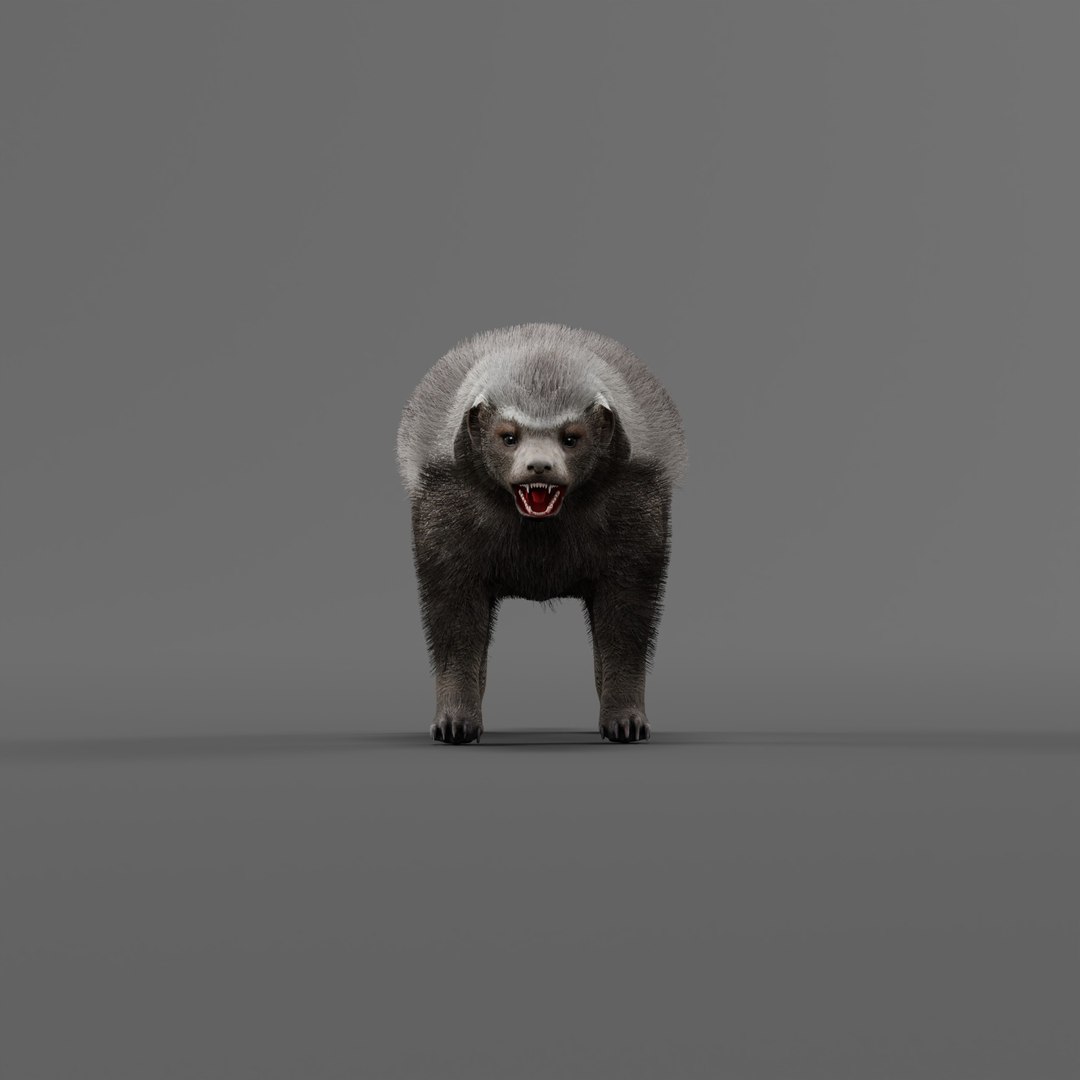 3D HoneyBadger https://p.turbosquid.com/ts-thumb/xz/OBWGb9/RI/honeybadgerao_0001/jpg/1786659294/1920x1080/fit_q87/b4a3b708fa7f01f079e0795291f28dbb58557714/honeybadgerao_0001.jpg