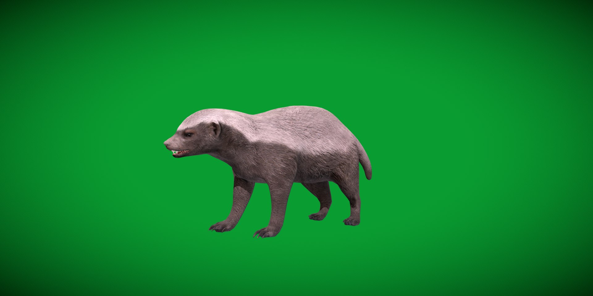 3D HoneyBadger https://p.turbosquid.com/ts-thumb/xz/OBWGb9/bv/ratel/png/1786659324/1920x1080/fit_q87/e22c97b24834d79595720433c5686a7baf441bc9/ratel.jpg