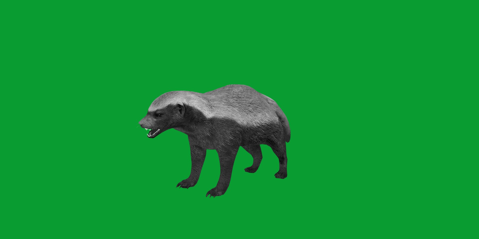 3D HoneyBadger https://p.turbosquid.com/ts-thumb/xz/OBWGb9/lB/ratel14/png/1786659307/1920x1080/fit_q87/8a569f70779b599220d0897ac408235b994921d4/ratel14.jpg