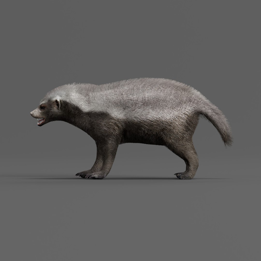 3D HoneyBadger https://p.turbosquid.com/ts-thumb/xz/OBWGb9/ms/honeybadgerao_0000/jpg/1786659293/1920x1080/fit_q87/d385a0d48eb5b22a3f4dea412a180346a96155a7/honeybadgerao_0000.jpg