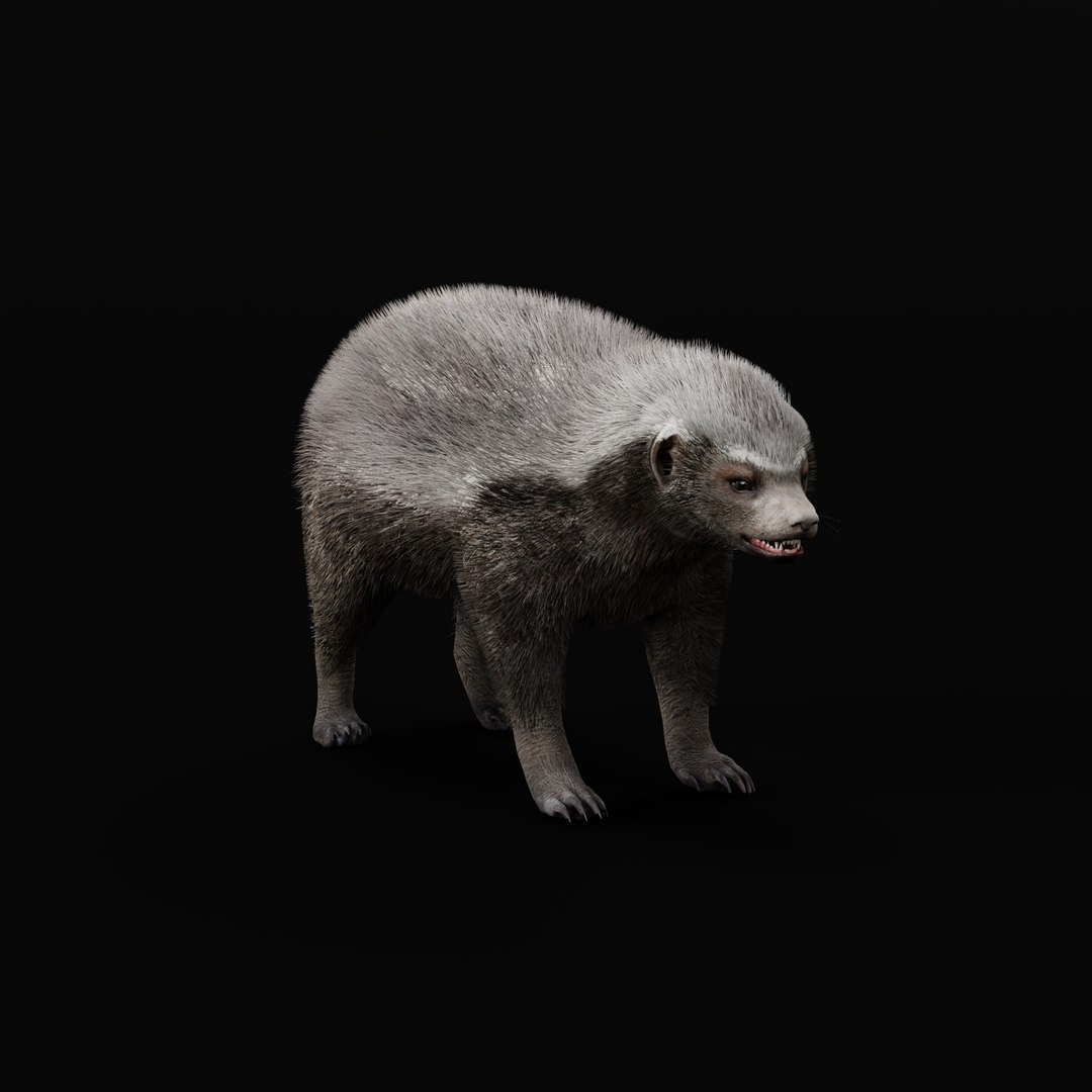 3D HoneyBadger https://p.turbosquid.com/ts-thumb/xz/OBWGb9/tq/honey_badger_ao__0004/jpg/1786659291/1920x1080/fit_q87/70b81c36ea0bc19a48767194dfe85b023a030447/honey_badger_ao__0004.jpg