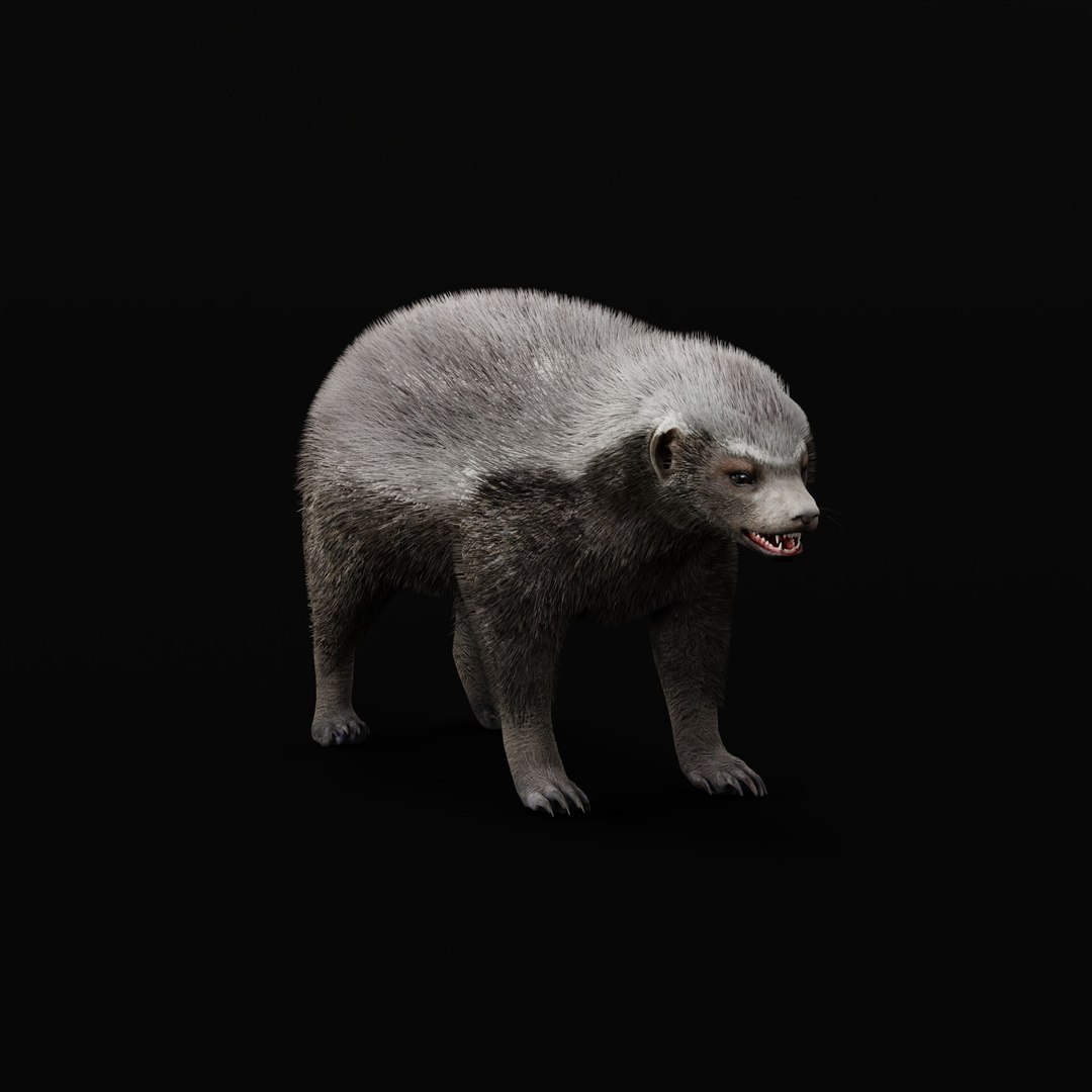 3D HoneyBadger https://p.turbosquid.com/ts-thumb/xz/OBWGb9/zy/honey_badger_ao_/jpg/1786659287/1920x1080/fit_q87/aa17d46da6646ba265acbb6c3a30248642385e4f/honey_badger_ao_.jpg
