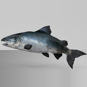 salmon rigged l740 animate 3D model