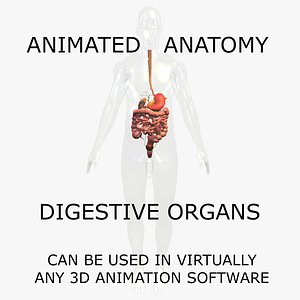 anatomy body digestive internal organs 3d model