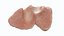 Human Thymus