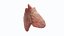 Human Thymus