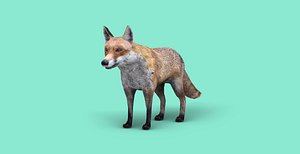 fox