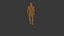 Modelo 3D del sistema muscular humano