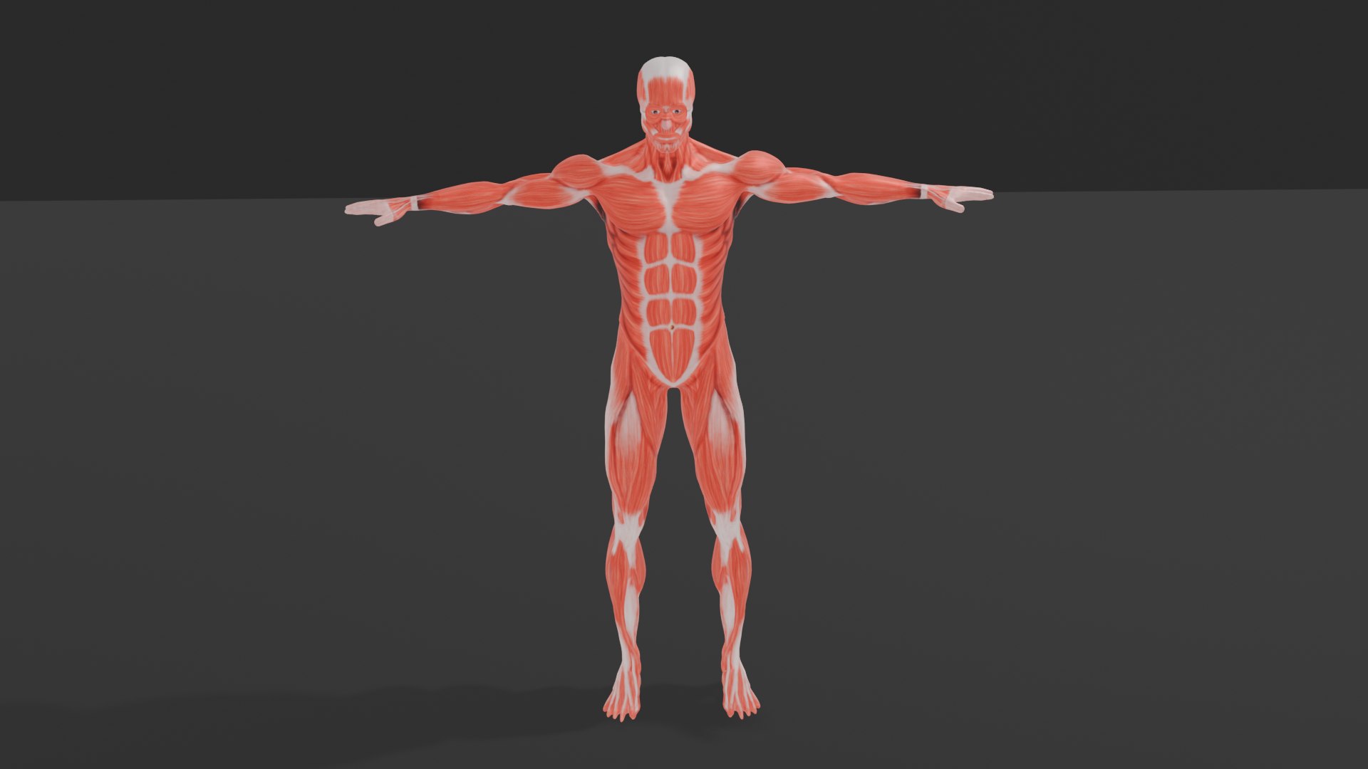 3D Human Muscular System 3D Model https://p.turbosquid.com/ts-thumb/xz/ubDdwl/GJ/maledissection0005/png/1747557305/1920x1080/fit_q87/af10aa6688268c254e08b0b18523b3a9bcd0c0f0/maledissection0005.jpg