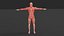 Modelo 3D del sistema muscular humano