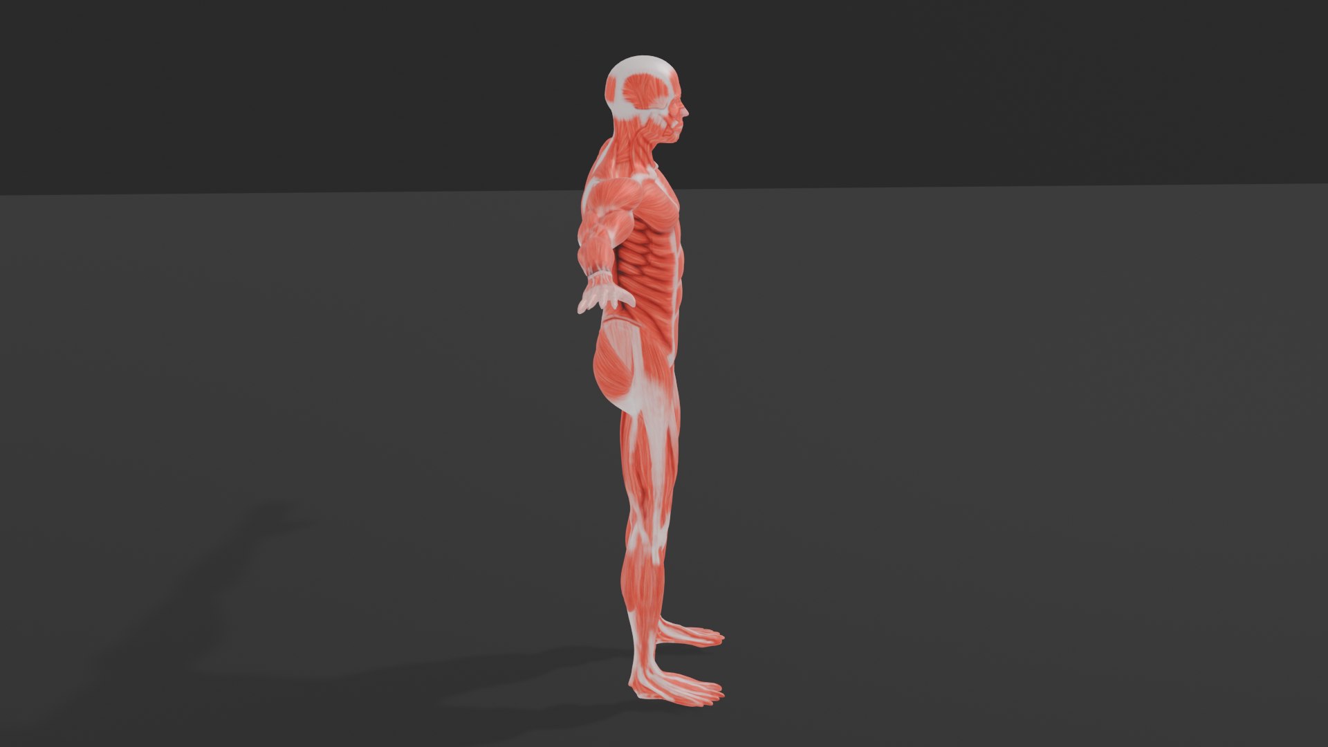 3D Human Muscular System 3D Model https://p.turbosquid.com/ts-thumb/xz/ubDdwl/R8/maledissection0004/png/1747557302/1920x1080/fit_q87/93a2051393166f8ebb80d1bdcefdcc850284fac1/maledissection0004.jpg