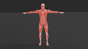 3D Human Muscular System 3D Model