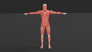Human Muscular System 3D Model