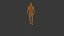 Modelo 3D del sistema muscular humano