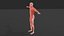 Modelo 3D del sistema muscular humano